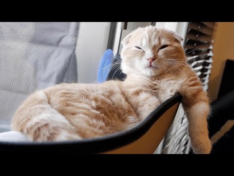 ひたすらゴロゴロする短足猫がこちら