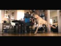Marmaduke In Theaters June 4th! | 20th Century FOX