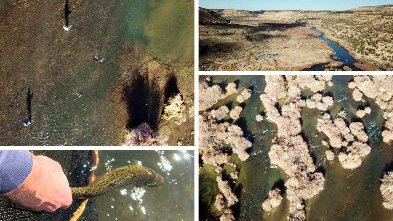 Fly Fishing the San Juan River, NM // 