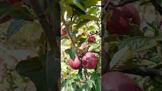 Red Apple From Marpha Apple 🍎 🍎🍎 ##redapple #appletree #apple