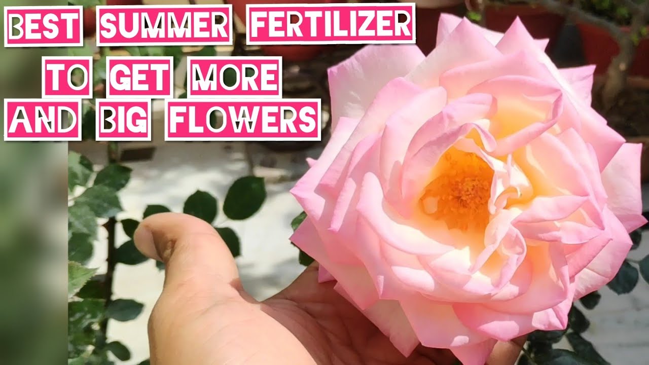 Summers rose fertilizer, how to get more n big flowers, rose care,rose