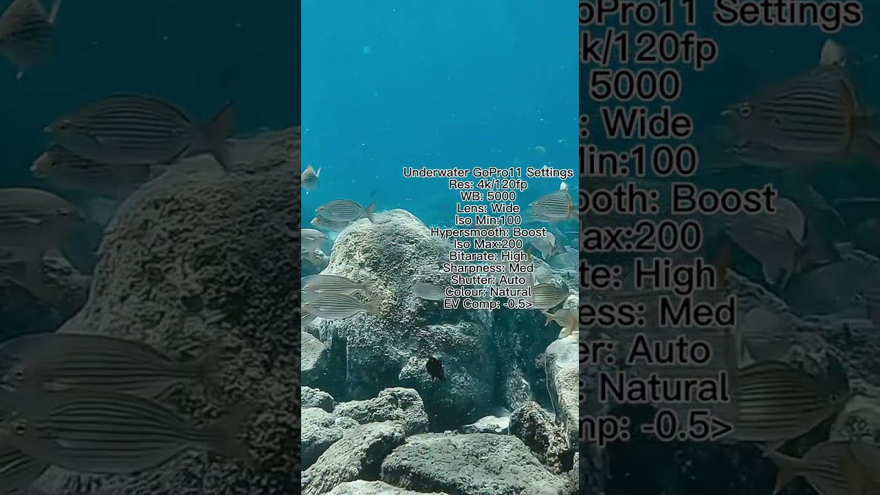 Best action camera Gopro Hero 11 underwater settings no edit shorts