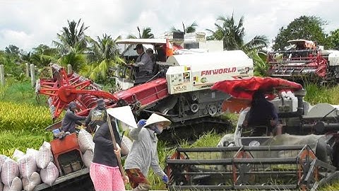 máy cắt 135 trung quốc cắt lúa nhật với máy 105 công tấn giá lúa bán 7000₫K tập 4# maibangtv 