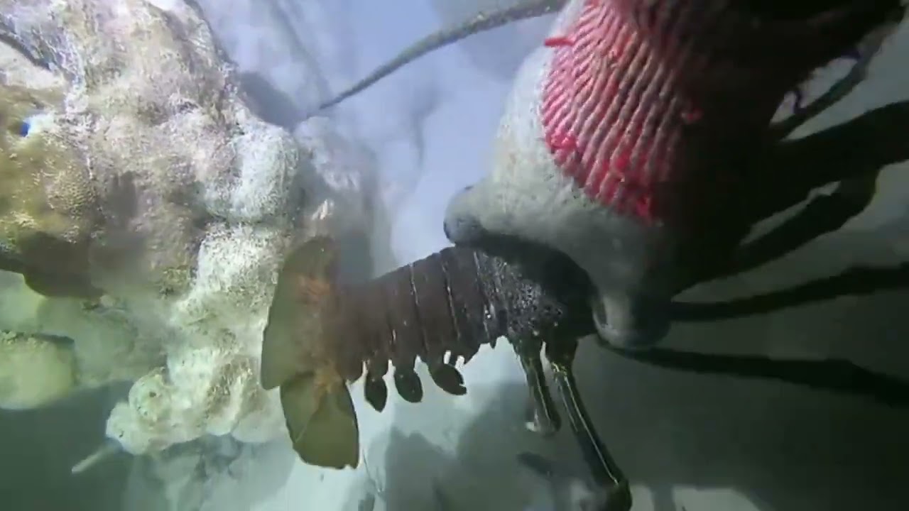 A journey to hunt sea monsters at the bottom of the ocean.