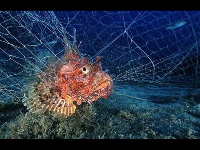 Macinare Bocca Vedi Gli Insetti Pesciolini Per Acquario Acqua Dolce Spontaneo Ca