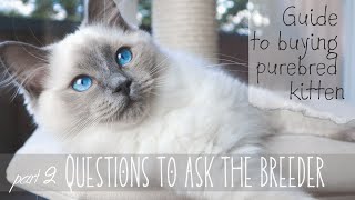 Questions to ask breeder |  2   Guide to buying purebred kitten | Pixie and Bluebell