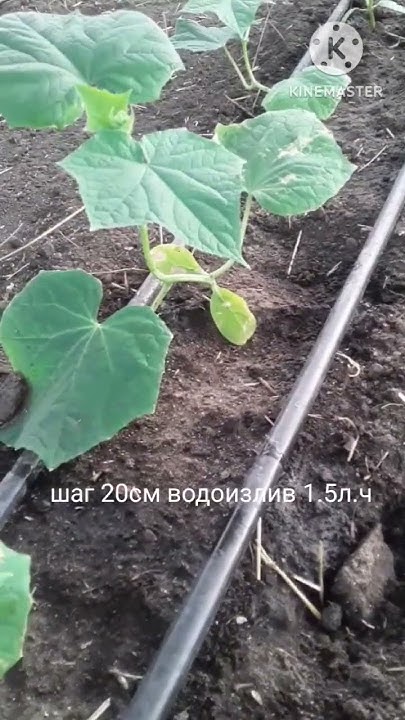 Капельный полив огурца. Экономия сил и времени #капельныйполив # ...