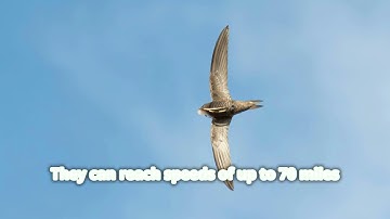 Swifts  The Birds That Never Land!