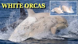 2 Rare White 'Leucistic' Orcas Spotted In Japan
