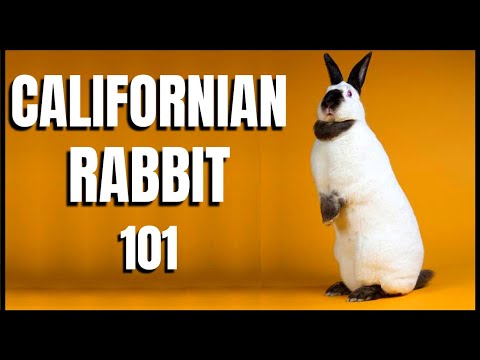 Californian Rabbit 101: All You Need To Know