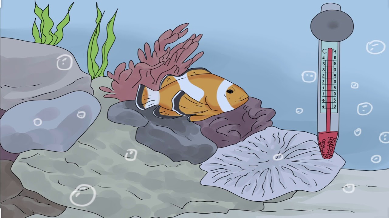 مرض النقط البيضاء في الاسماك اعراض الوقاية  والعلاج