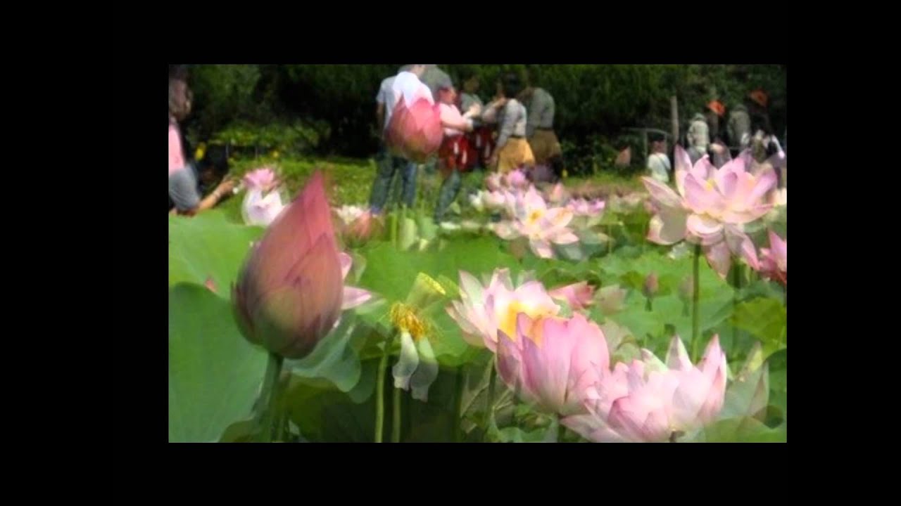 問蓮根 摸魚兒 詞 元好問曲 融熙編曲 超人音樂wmv Youtube