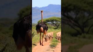 Mother Ostrich Walking with Chick l #viralshort #viralvideo #wildlife #ostrich