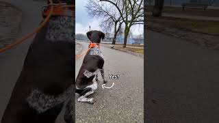 Squirrel math is hard