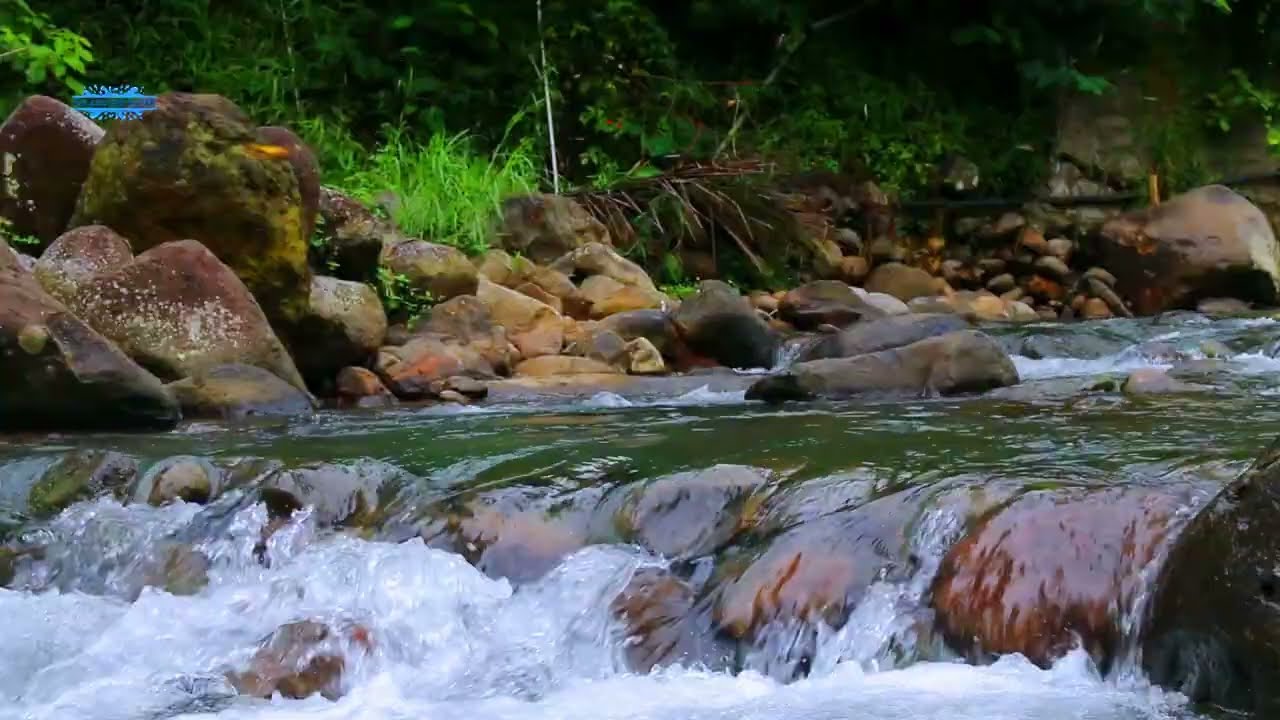 Natural River Stream & Birdsong  Stress Relief ASMR 🌿🧘‍♂️