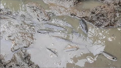 Bắt cá rô, cá lóc trên ruộng lúa chín cạn nước | Catch perch, snakehead fish on the field