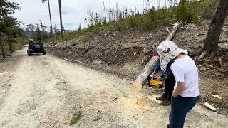 “Kids vs Fallen Tree — Ben & J Clear the Roadblock!” 