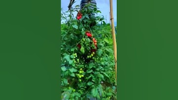 Upside down tomato sky