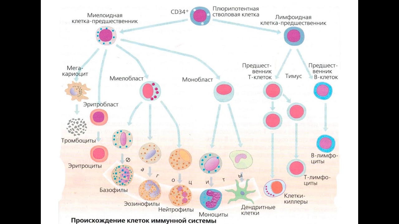 воробьёв. чертков а. схема кроветворения стволовая клетка. и. схема ростков кроветворения.