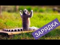 Утренняя зарядка 2