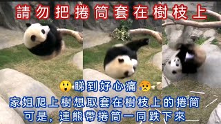 EP2🐼8月23日本集好多亮點💖1、家姐憑她的智慧把長象鼻筒運上樹,令人讚嘆👍2、盈盈令人意想不到的收貓技巧😅3、細佬拍走家姐的捲筒😅4家姐連捲筒跌下來😲