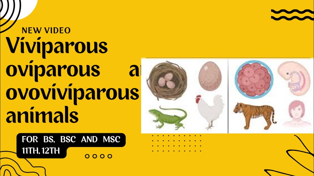 oviparous viviparous and ovoviviparous animals || oviparity viviparity ...