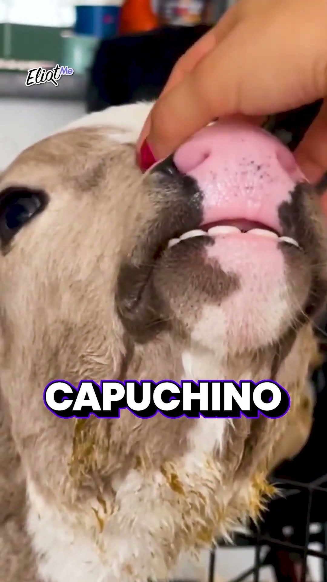 LAS MASCOTAS MÁS CUTES DE 15 TIKTOKERS #shorts