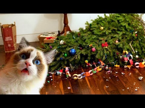 Funny Cats Love Christmas Trees Compilation NEW