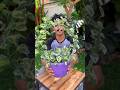Money plant decor ideas #ytshorts #plants #moneyplant #diy