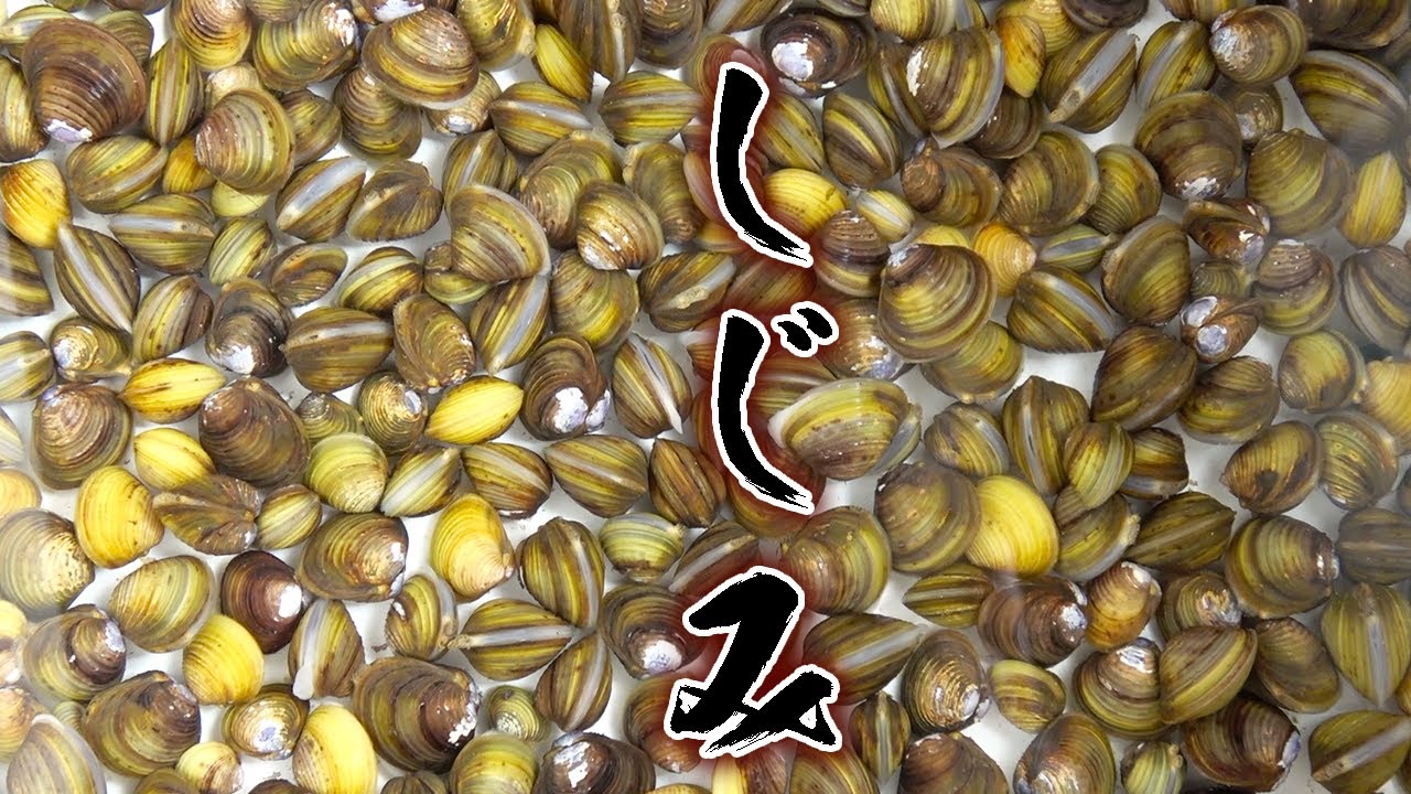 水路で獲れたしじみは臭い？臭くない？