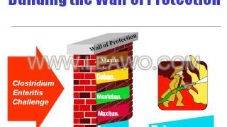 Understanding Enteritis