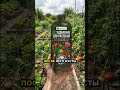 Артикул Biogrowth ВБ: WW348356 — Томаты: урожай без лишних хлопот