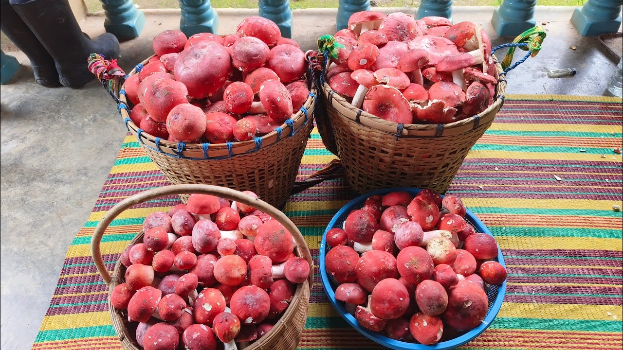 เก็บเห็ดก่อแดงเจอแต่ดอกใหญ่ๆเลยครับวันนี้21/6/68
