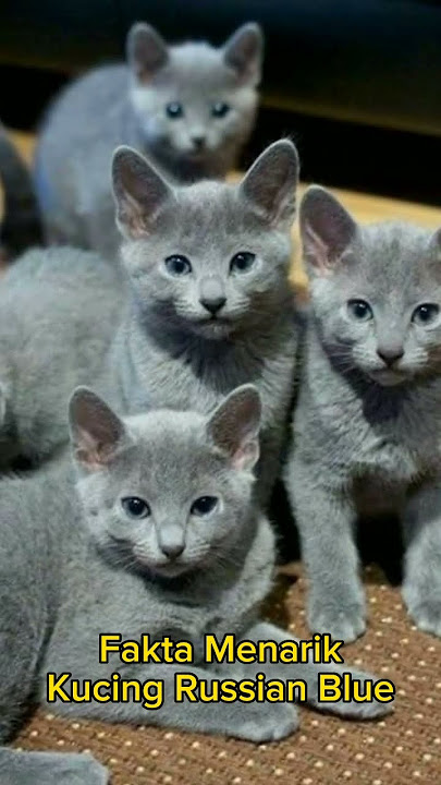 Fakta Menarik ❗ Kucing Russian Blue