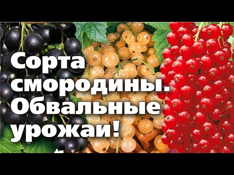 ЧЕРНАЯ, КРАСНАЯ И БЕЛАЯ СМОРОДИНА. Проверенные урожайные сорта