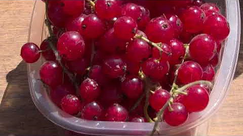 ЧЕРНАЯ, КРАСНАЯ И БЕЛАЯ СМОРОДИНА. Проверенные урожайные сорта
