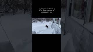 Dog Dives in Snow to Pee at His Favorite Spot - 1485176 by RM Videos 350 views 1 day ago 2 minutes, 52 seconds