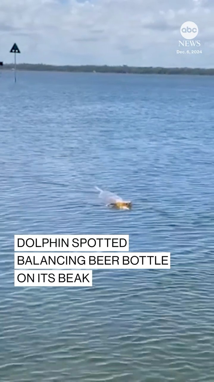 Dolphin balances beer bottle on its beak