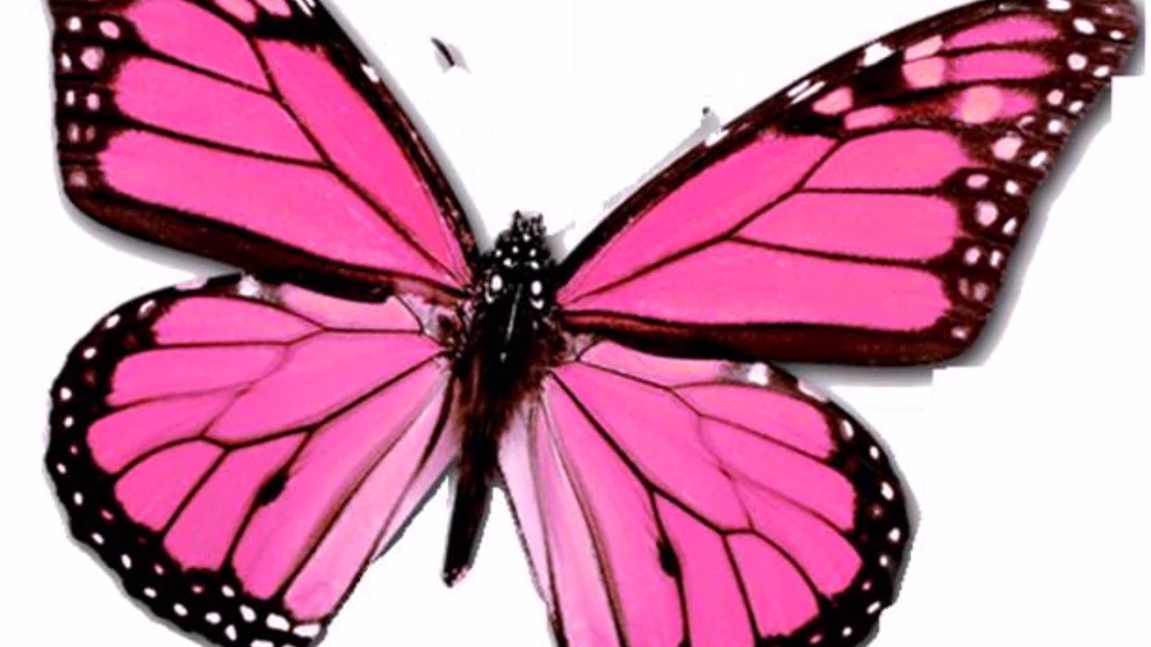 Картинка розовые бабочки на белом фоне