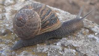 Observando a un caracol (Versión sonido guitarra)