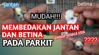 CARA MEMBEDAKAN PARKIT JANTAN DAN BETINA DENGAN MUDAH DAN AKURAT