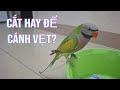 Nên cắt cánh vẹt hay là để cách?