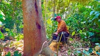 Download Lagu Satu Pohon Nangka Ini Ditebang Seakan Bumi Bergetar MP3 Download Lagu Satu Pohon Nangka Ini Ditebang Seakan Bumi Bergetar MP3