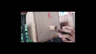 Java Sparrow & Budgie Bird |  IM CHANNEL Profile