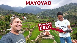 RICE TERRACE FISHPONDS? Japanese Eel Farming in Mayoyao, Ifugao (Cordilleras E09)