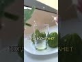 Чай из листьев инжира от заболеваний дыхательных путей!