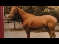 The Mysterious Death The World's Greatest Racehorse Phar Lap