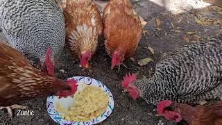 Chickens try baked mac and cheese. Will chickens eat baked mac and cheese?