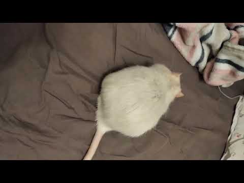 Just cute fat rat