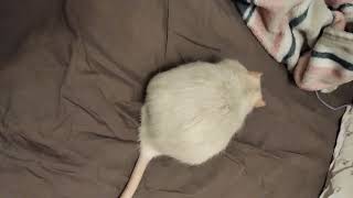 Just cute fat rat